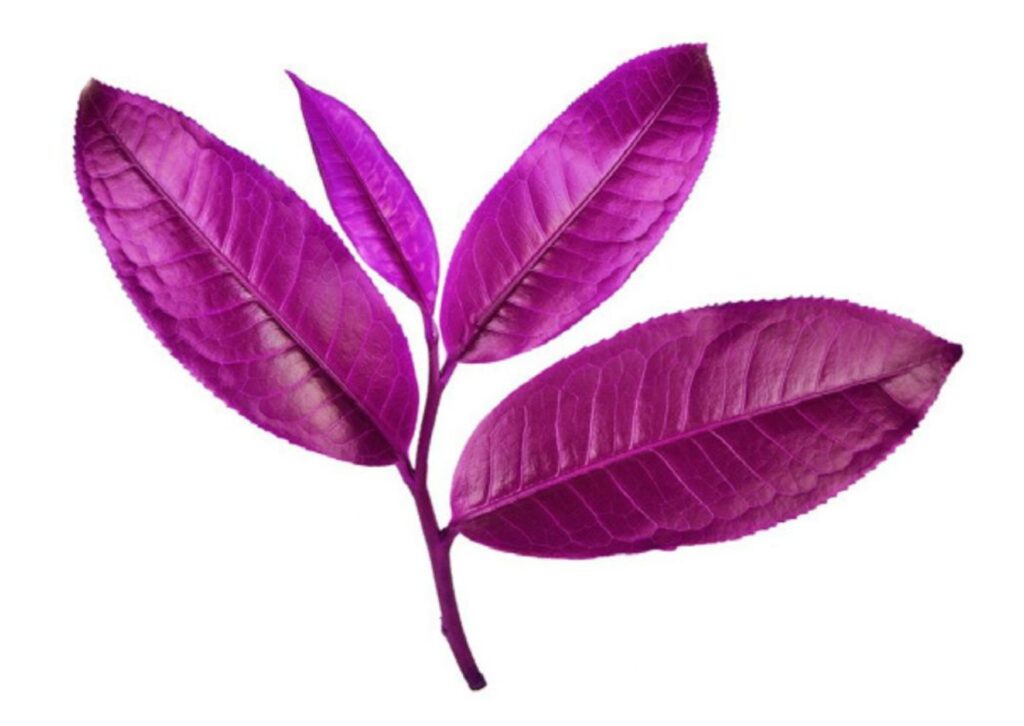 Illustration of a purple tea leaf representing PurpleForce®, a high-polyphenol botanical shown to improve exercise motivation and muscle strength.